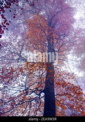 Europa, Germania, Assia, entroterra, Parco Naturale di Lahn-Dill-Bergland, Biedenkopf, faggi europei nella nebbia di novembre Foto Stock