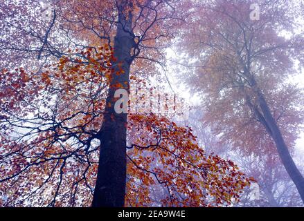 Europa, Germania, Assia, entroterra, Parco Naturale di Lahn-Dill-Bergland, Biedenkopf, faggi europei nella nebbia di novembre Foto Stock