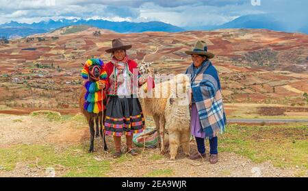 Donne peruviane indigene quechua con lama (lama glama) e alpaca (Vicogna pacos) con campi agricoli Ande, Valle Sacra dell'Inca, Perù. Foto Stock