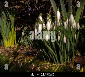 Nevicate che crescono in un giardino Foto Stock