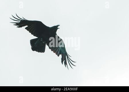 le ali nere di raven si diffondono volando attraverso il cielo Foto Stock