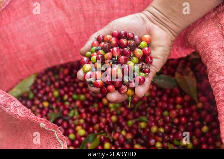 Lago Atitlan Guatemala una manciata di caffè appena sfornato in una borsa. Foto Stock