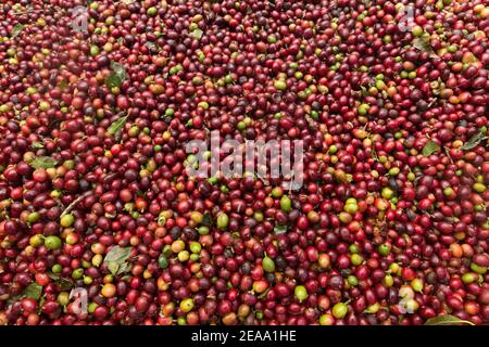 Chicchi di caffè rossi appena prelevati. Foto Stock