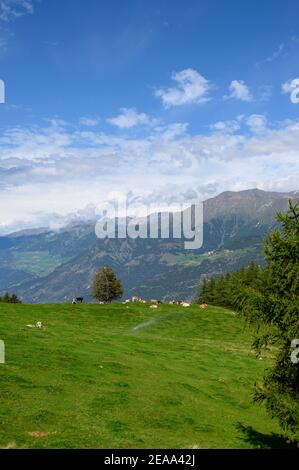 Italia, Trentino-Alto Adige, Alto Adige, Alto Adige, Vinschgau, Kastelbell, Freiberger Alm, Mahd Foto Stock