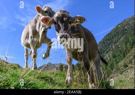 Italia, Trentino-Alto Adige, Alto Adige, Alto Adige, Vinschgau, Alpi Ötztal, Schlandraun, Kortscher Alm Foto Stock