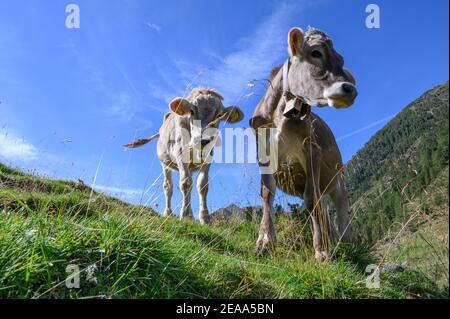 Italia, Trentino-Alto Adige, Alto Adige, Alto Adige, Vinschgau, Alpi Ötztal, Schlandraun, Kortscher Alm Foto Stock