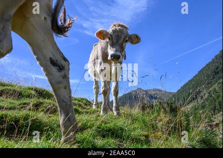 Italia, Trentino-Alto Adige, Alto Adige, Alto Adige, Vinschgau, Alpi Ötztal, Schlandraun, Kortscher Alm Foto Stock