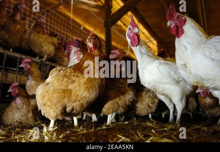 Un allevamento di pollo, in Dangers, Francia, il 22 ottobre 2005. La battaglia globale contro i focolai di influenza aviaria si è ampliata mentre i funzionari hanno confermato i casi del virus in un pappagallo nella guardia britannica e tra i cigni in un lago croato, suscitando i timori che la malattia si stava diffondendo in Europa. Foto di Nicolas Gouhier/ABACAPRESS.COM Foto Stock