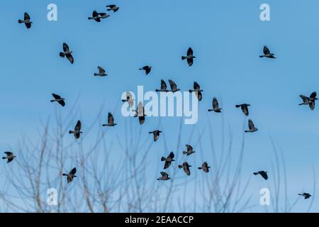 Gregge di Jackdaws, Corvus monidula, in volo; inverno. Foto Stock