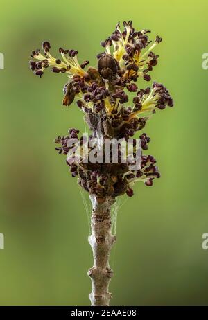 Fiori di apertura di Frassino a foglie strette, Fraxinus angustifolia, con resistenza visibile. Foto Stock