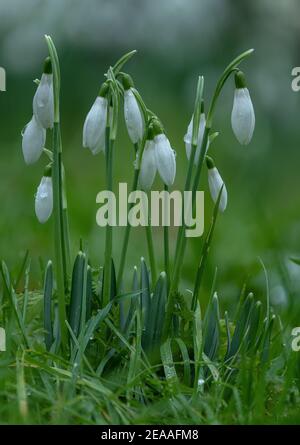 Nevicate, Galanthus nivalis, in fiore in inverno. Naturalizzato nel Regno Unito. Foto Stock