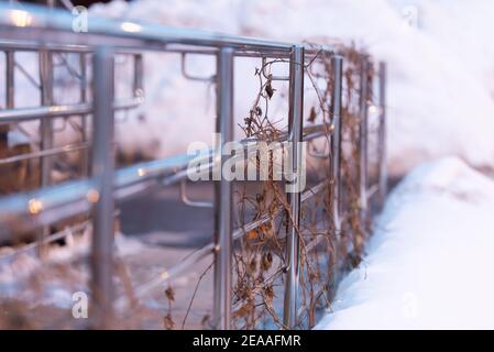 Ringhiera in acciaio inox con piante di vimini in inverno. Rampa per primo piano in discesa. Foto Stock