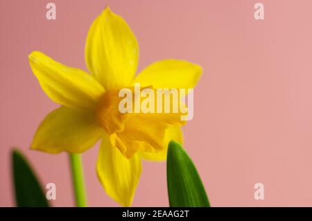 macrofotografia della testa di fiore di un daffodil in miniatura davanti a uno sfondo rosa Foto Stock