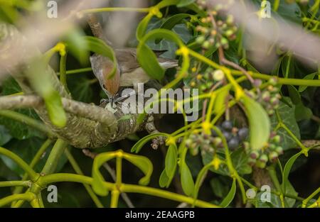 Femmina Blackcap, Sylvia alricapilla, in mela in inverno, mangiare bacche di Mistletoe. Foto Stock