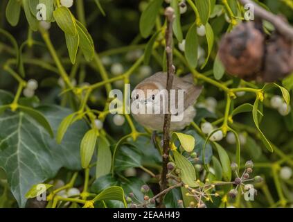 Femmina Blackcap, Sylvia alricapilla, in mela in inverno, mangiare bacche di Mistletoe. Foto Stock