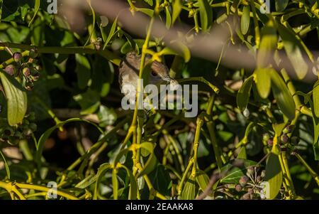 Femmina Blackcap, Sylvia alricapilla, in mela in inverno, mangiare bacche di Mistletoe. Foto Stock