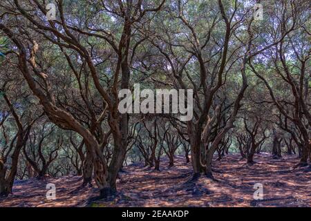 Foresta mediterranea, bioagricoltura. Olivi. Isola di Corfù. Grecia Foto Stock