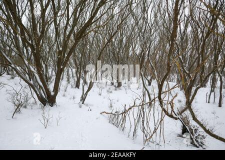 Neve nelle dune di Den Haag, Olanda Foto Stock