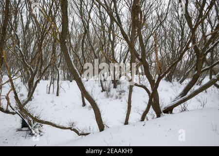 Neve nelle dune di Den Haag, Olanda Foto Stock