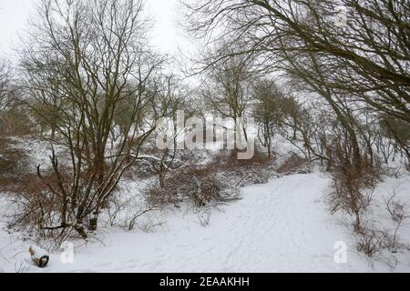 Neve nelle dune di Den Haag, Olanda Foto Stock