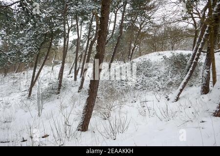 Neve nelle dune di Den Haag, Olanda Foto Stock