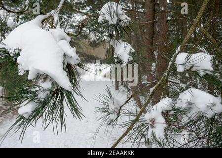 Neve nelle dune di Den Haag, Olanda Foto Stock