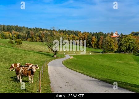 Germania, Baviera, alta Baviera, Tölzer Land, Dietramszell, distretto Thankirchen, paesaggio culturale con chiesa di San Katharina ramo, vista da Manhartshofen Foto Stock