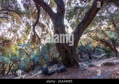 Foresta mediterranea, bioagricoltura. Olivi. Isola di Corfù. Grecia Foto Stock