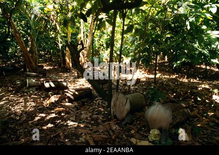 Repubblica Dominicana Fruit Farm Nr a Playa Grande Bee Hives Foto Stock