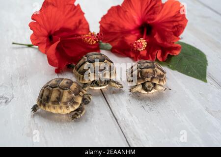 Primo piano di tre giovani tartarughe hermann su sfondo di legno bianco con un fiore di ibisco rosso e lasciare Foto Stock