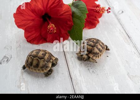 Primo piano di due giovani tartarughe hermann su sfondo di legno bianco con un fiore di ibisco rosso e lasciare Foto Stock