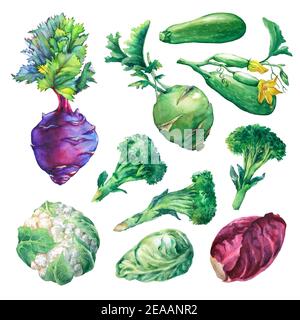 Set, raccolta di verdure fresche: Cavolo, zucchine, kohlrabi, broccoli e cavolfiore. Pittura ad acquerello disegnata a mano su sfondo bianco. Foto Stock