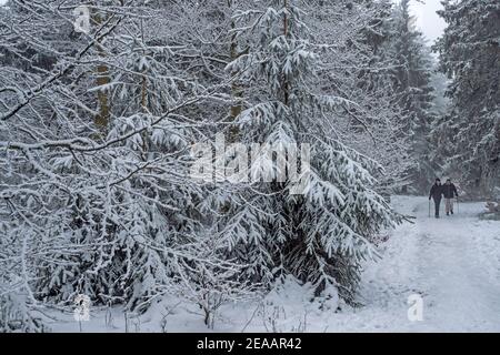 Foresta invernale sull'Erbeskopf (816 m), montagna più alta della Renania-Palatinato, Parco Nazionale Hunsrück-Hochwald, Renania-Palatinato, Germania Foto Stock