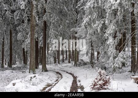 Foresta invernale sull'Erbeskopf (816 m), montagna più alta della Renania-Palatinato, Parco Nazionale Hunsrück-Hochwald, Renania-Palatinato, Germania Foto Stock