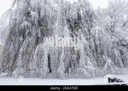 Willow coperto di neve Foto Stock