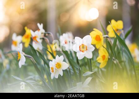 Narcisi bianche e gialle in primavera Foto Stock