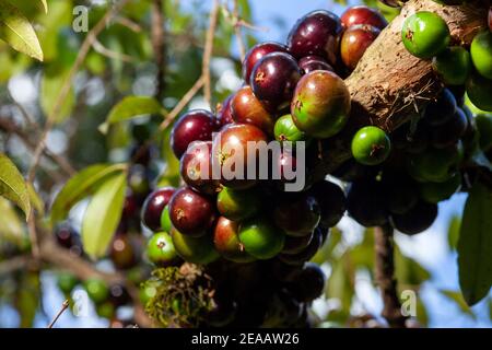 Frutta. Esotico. Jabuticaba nell'albero pronto per essere raccolto. Jaboticaba è l'uva nativa brasiliana. Specie Plinia cauliflora. Foto Stock