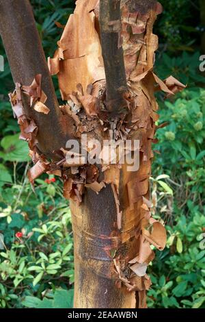 Closeup della corteccia peeling di un albero di Arbutus o madrone del Pacifico a Vancouver, British Columbia, Canada Foto Stock