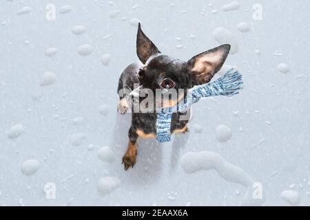 praga ratter cane in pioggia e neve cattivo tempo pronto per fare una passeggiata con guinzaglio e sciarpa Foto Stock