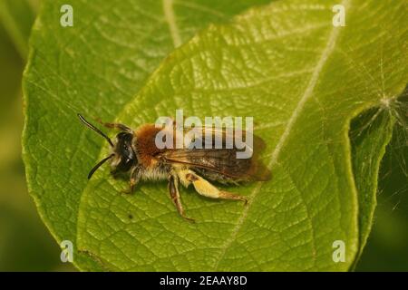 Un'ape da miniera precoce femminile, Andrena Emorrhea, che poggia su una foglia Foto Stock