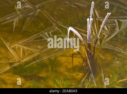 Piantare gambi con brina in ghiaccio Foto Stock