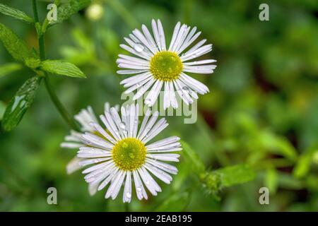 Fiore bianco fiorito, Karvinskis fleabane, (Erigeron karvinskianus), Baviera, Germania, Europa Foto Stock