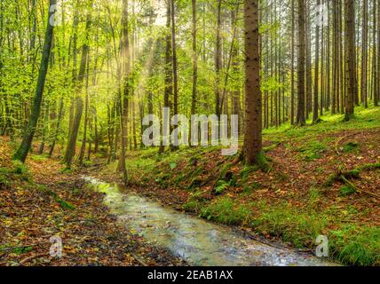 Brook scorre attraverso una foresta mista con abete (Picea abies) e faggio (Fagus sylvatica) nella retroilluminazione, alta Baviera, Germania, Europa Foto Stock
