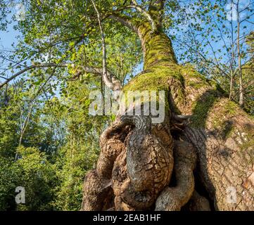 1000 anni Tassilolinde a Wessobrunn, distretto di Weilheim, alta Baviera, Baviera, Germania, Europa Foto Stock