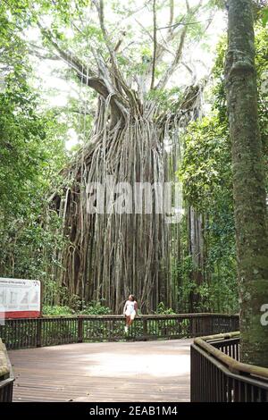 Sipario Fig Tree appena fuori Yungaburra sulla Atherton Tableland nel lontano Nord Queensland, Australia Foto Stock