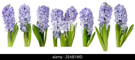 Fiori di giacinto viola con foglie isolate su bianco. Piante primaverili di Hyacinthus. Insieme di sette oggetti. Foto Stock