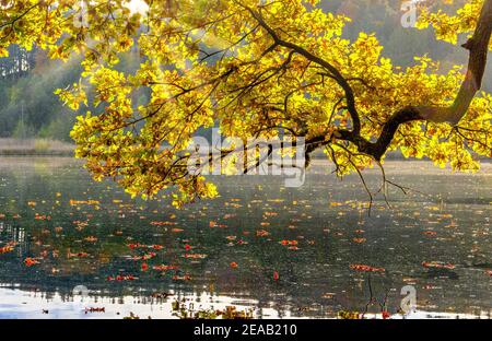 Umore autunnale all'Haarsee, vicino a Weilheim, Pfaffenwinkel, Foreland Alpina, alta Baviera, Baviera, Germania, Europa Foto Stock