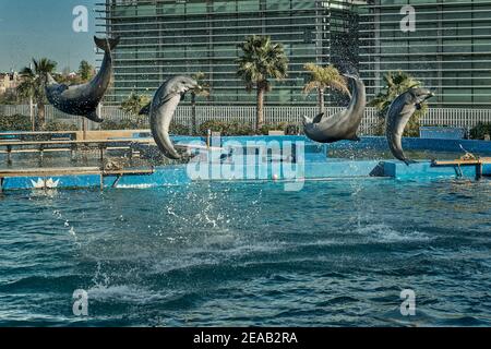 Mostra di delfini nell'oceanografia della città di Valencia, Spagna, Europa Foto Stock