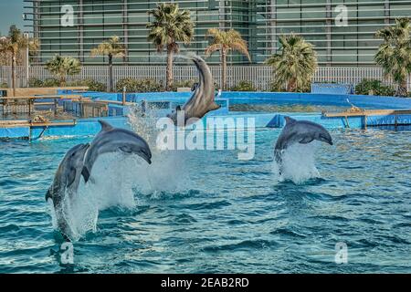 Mostra di delfini nell'oceanografia della città di Valencia, Spagna, Europa Foto Stock