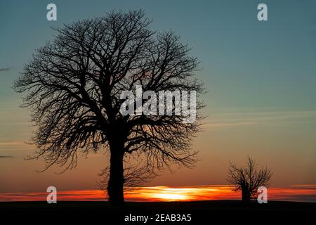 Vecchia quercia alla luce della sera, Neuhorst Foto Stock